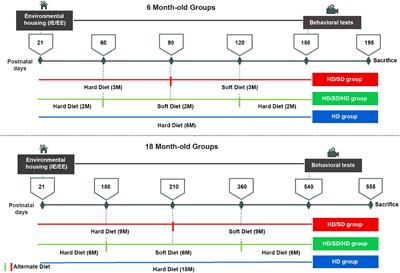 Sedentary Life and Reduced Mastication Impair Spatial Learning and Memory and Differentially Affect Dentate Gyrus Astrocyte Subtypes in the Aged Mice